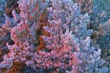 Frosty Pines At Sunrise_33556